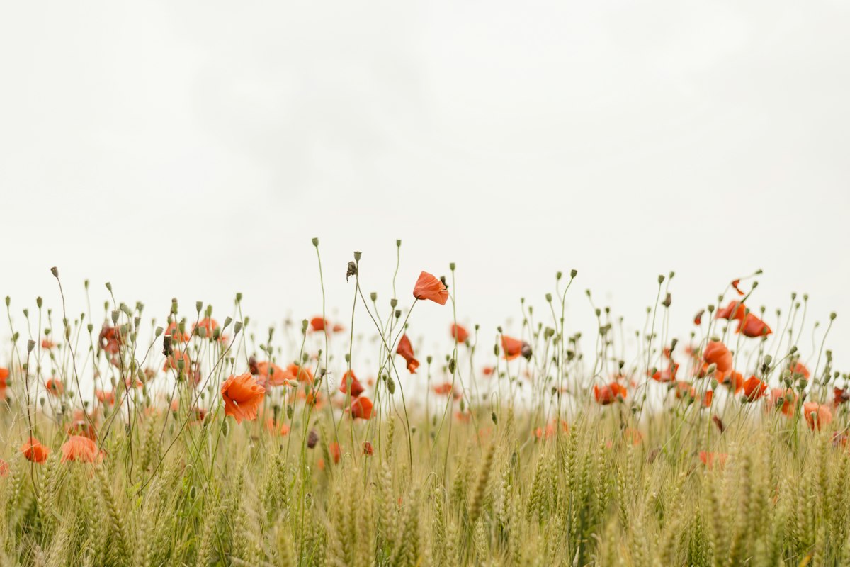 Bloemen in de natuur als symbool voor bewuster leven