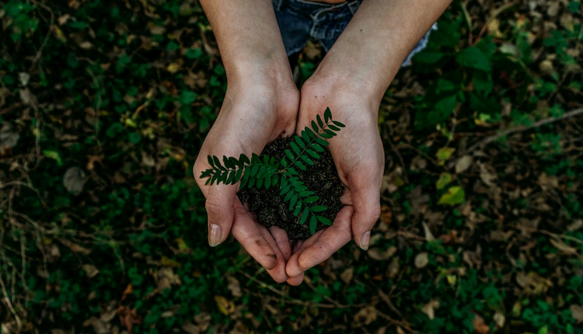 Zonlicht door groen blad in bos, natuur als spirituele leermeester en transformatie